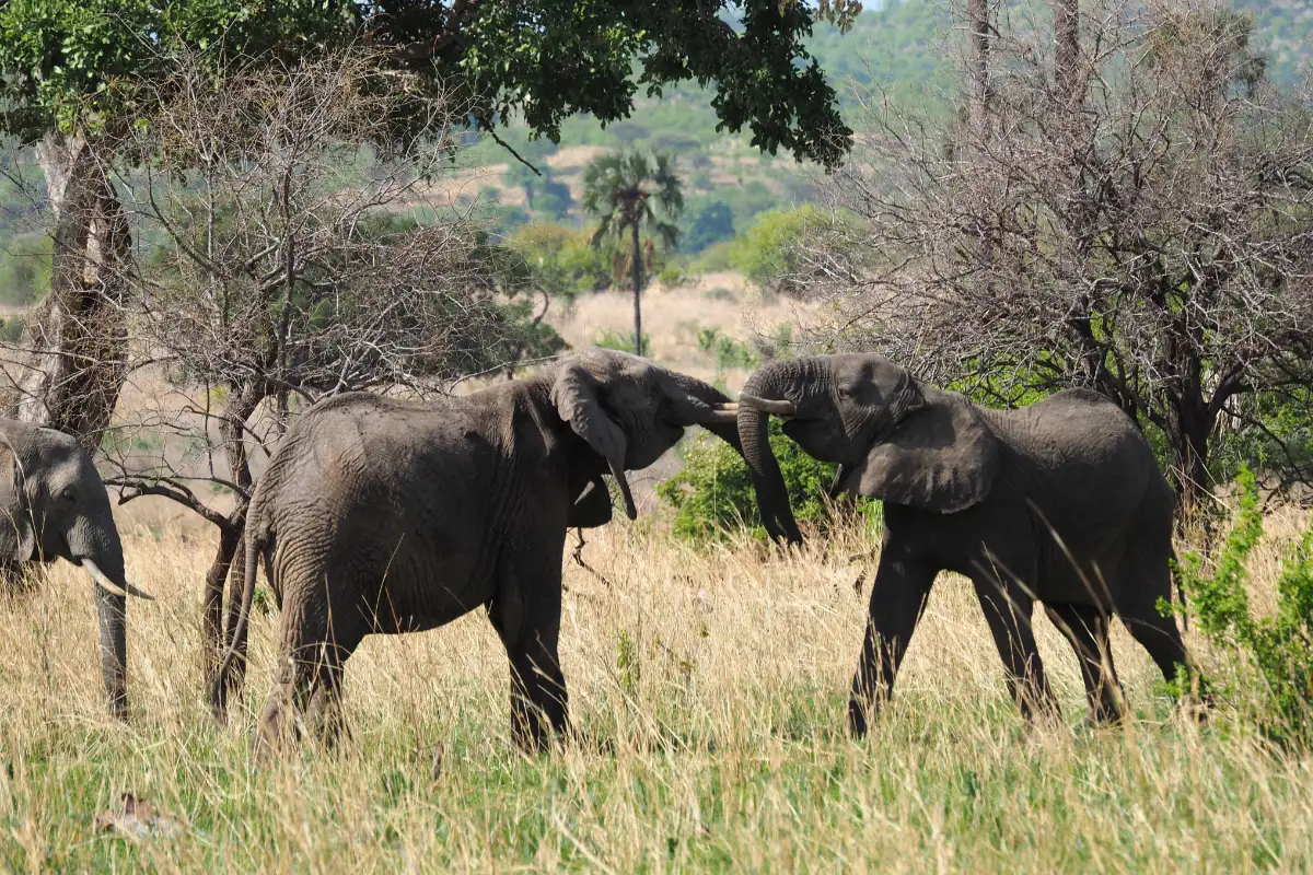Unveiling the Enchanting Wilderness of Ruaha National Park